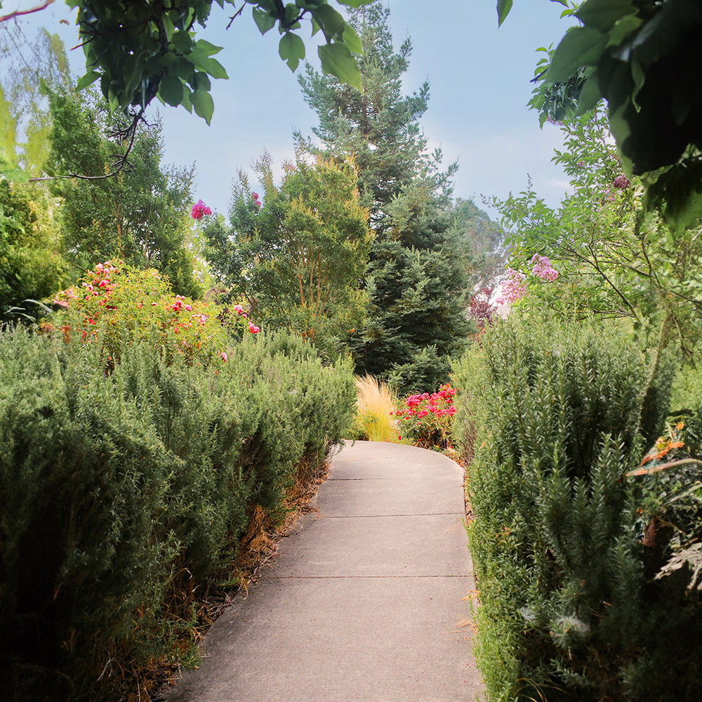 A serene pathway winding through lush greenery, bordered by vibrant bushes and towering trees.