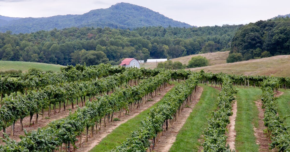 Rows of grapevines stretch across a vineyard landscape with rolling hills and a farmhouse in the distance.